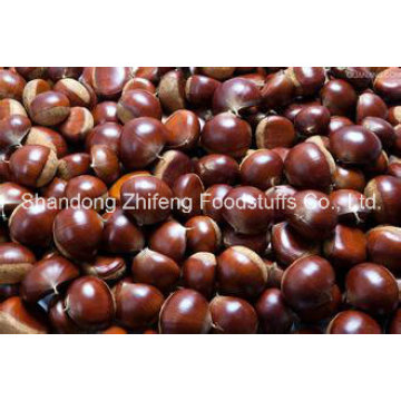 Fresh Chestnut with Competetive Price